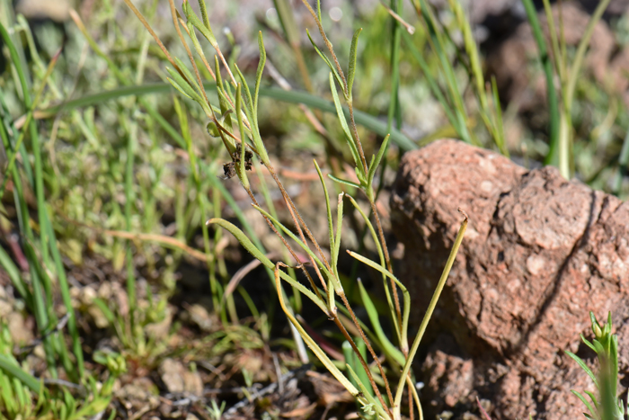 California Goldfields is an annual herb with slender green stems. Lasthenia californica